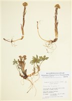 藏品(蜂鬥菜)的圖片